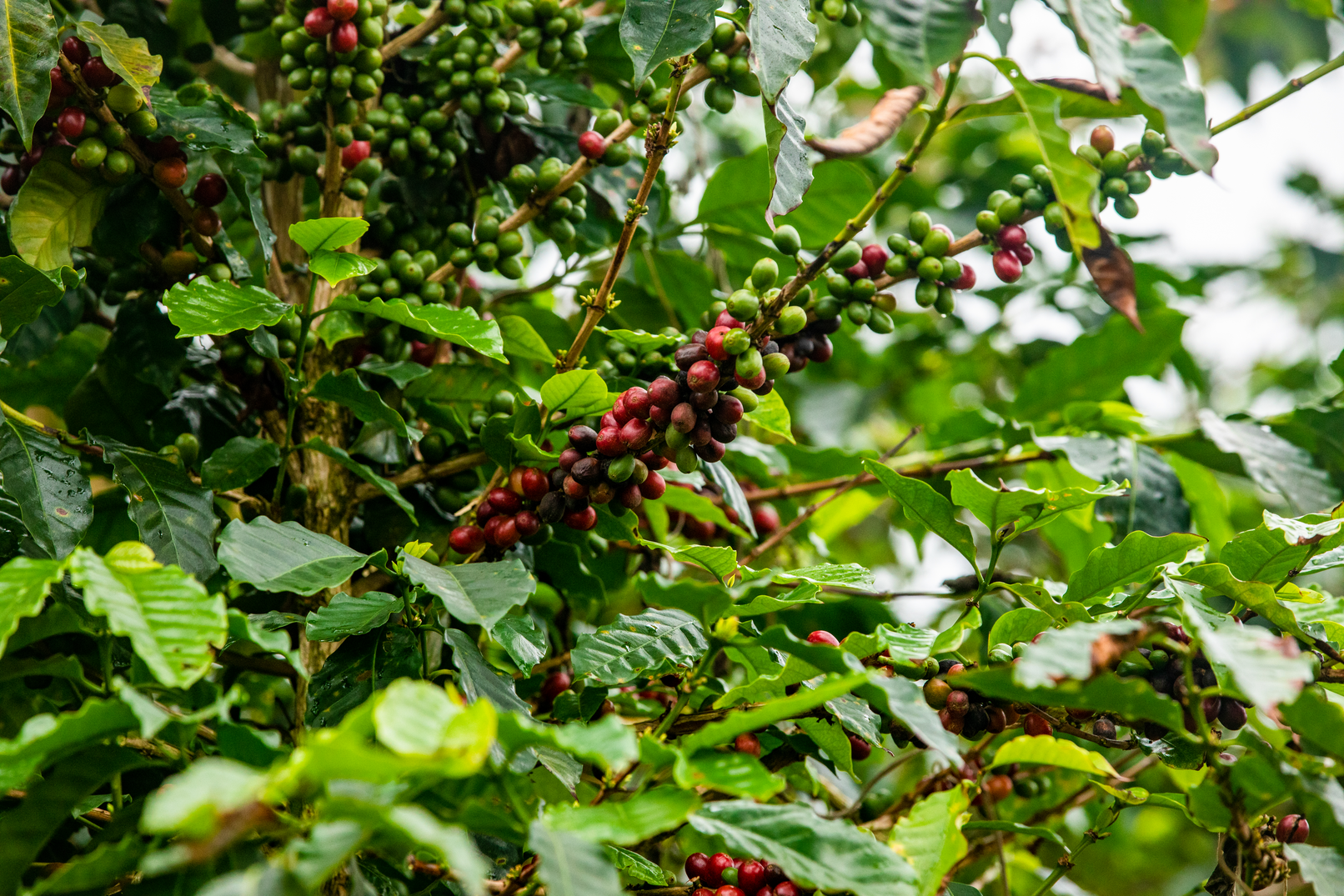 Nestlé Professional - Udržitelnost