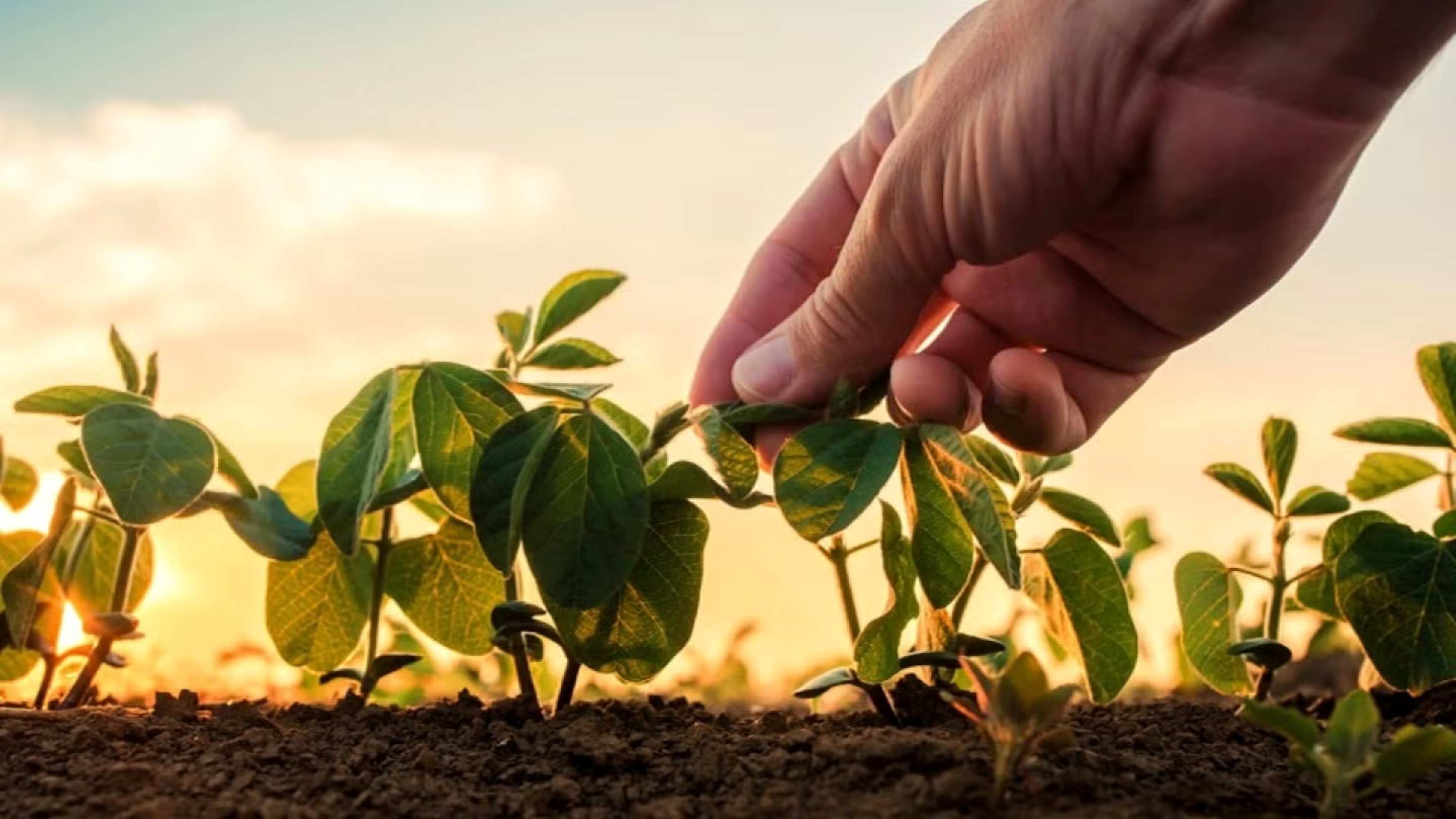 Regenerativní zemědělství podporuje zdraví půdy a zlepšuje biodiverzitu.