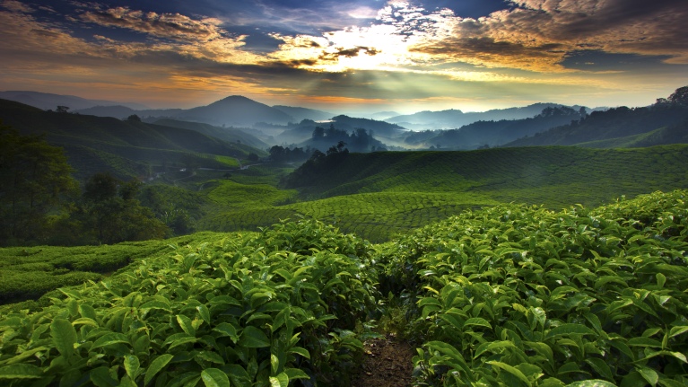 coffee farms
