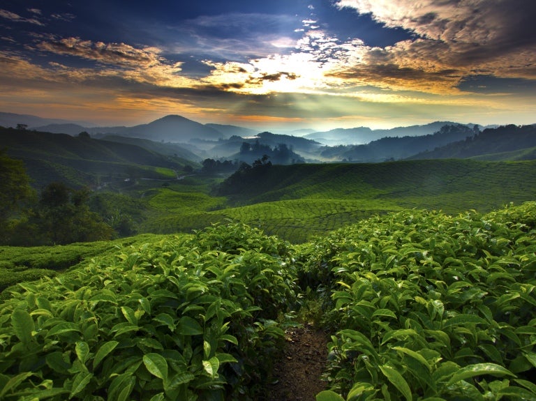 coffee farms