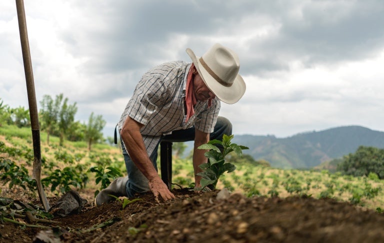 Farms of coffee